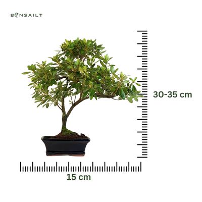 Azalija rožiniais žiedais (Rhododendron) bonsai P15