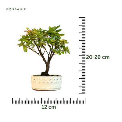 Azalija rožiniais žiedais (Rhododendron) bonsai P12