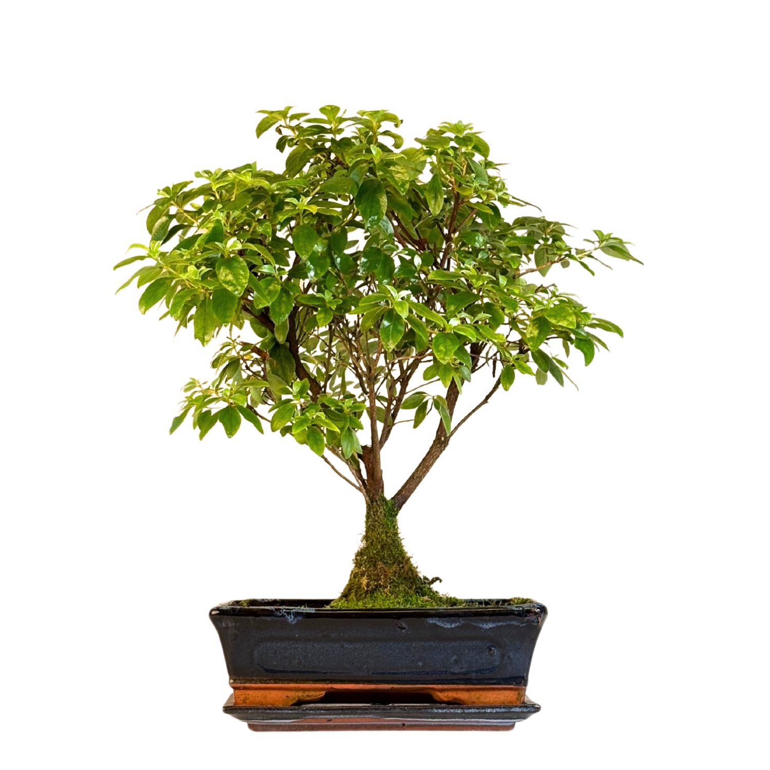 Azalija rožiniais žiedais (Rhododendron) bonsai P25 RH01