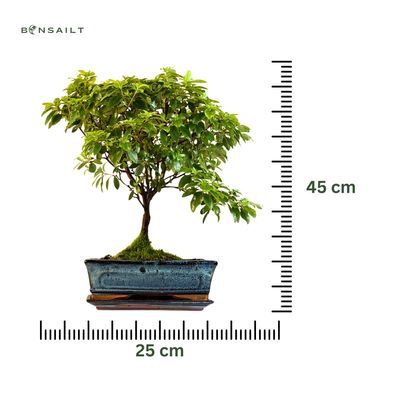 Azalija rožiniais žiedais (Rhododendron) bonsai P25 RH02