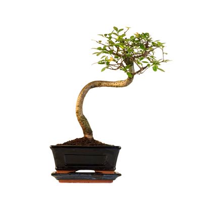Chinese elm Bonsai - Kiniška guoba S formos P15 LZ01