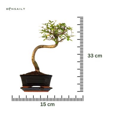 Chinese elm Bonsai - Kiniška guoba S formos P15 LZ01