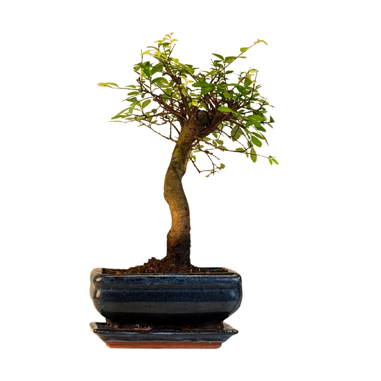 Chinese elm Bonsai - Kiniška guoba S formos P15 LZ07