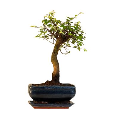 Chinese elm Bonsai - Kiniška guoba S formos P15 LZ07