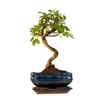 Chinese elm Bonsai - Kiniška guoba S formos P15 LZ05