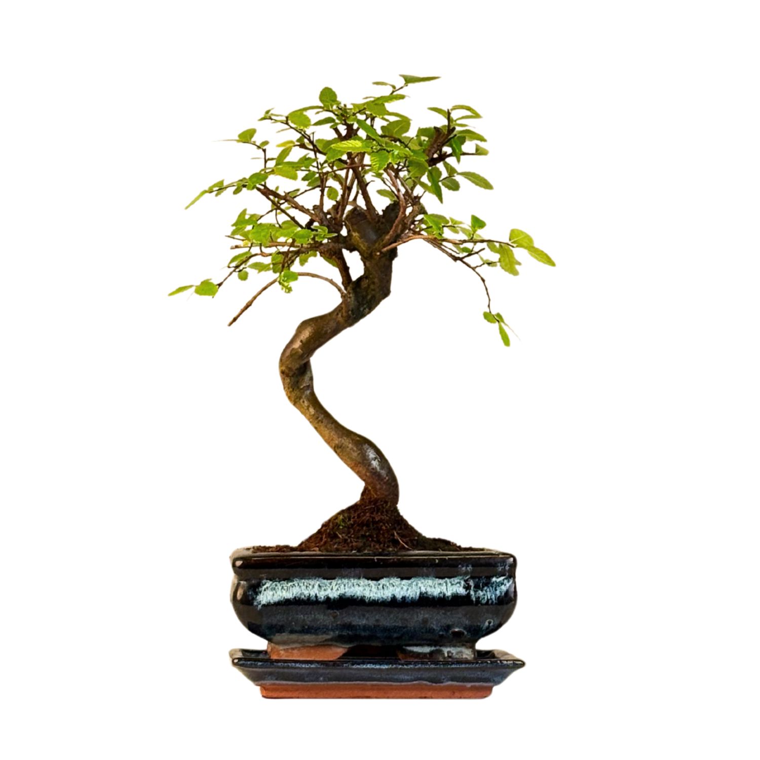 Chinese elm Bonsai - Kiniška guoba S formos P15 LZ08