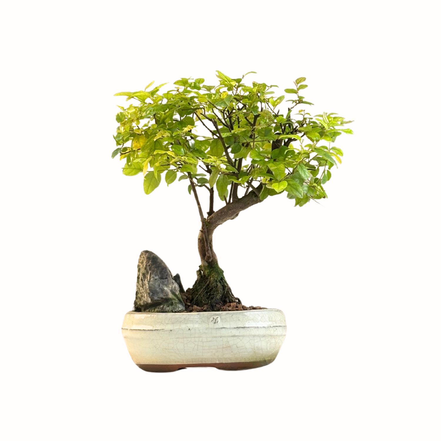 Ligustrum Bonsai S formos su uola P15 SO01