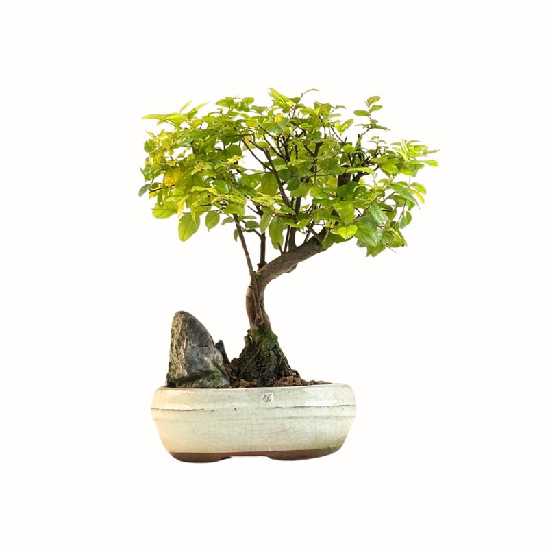 Ligustrum Bonsai S formos su uola P15 SO01