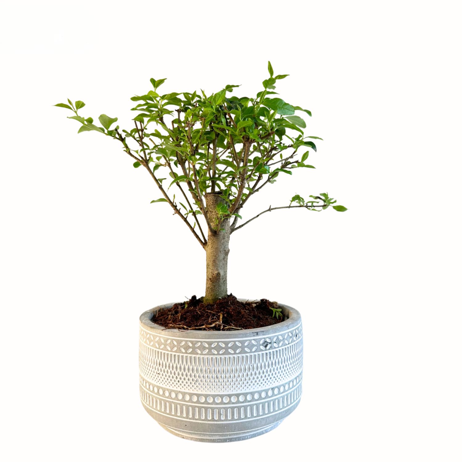 Ligustrum Bonsai P12