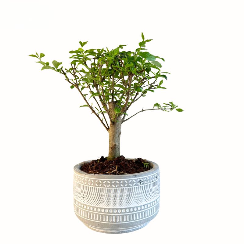 Ligustrum Bonsai P12