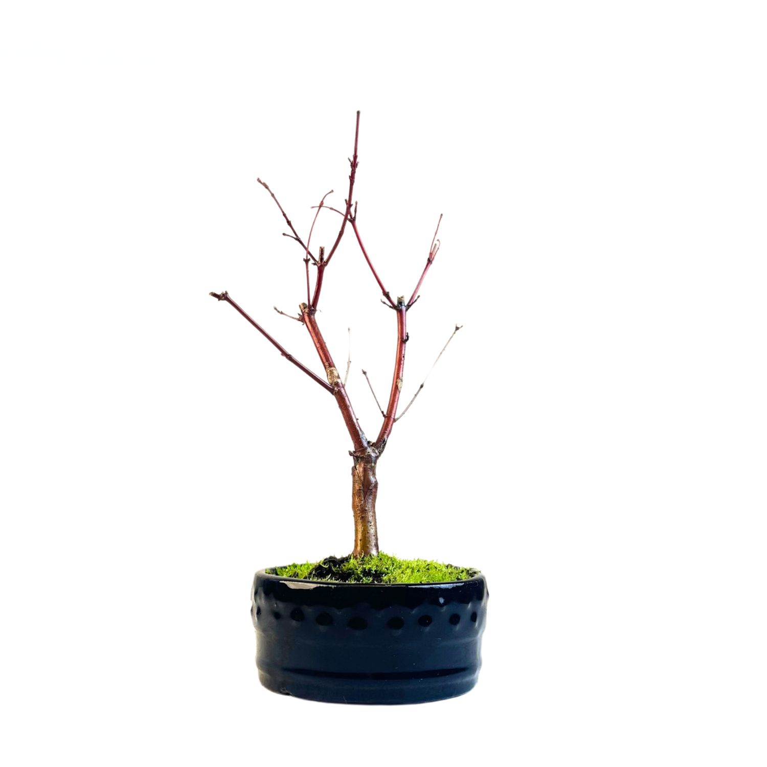 Acer Palmatum Deshojo Bonsai P12