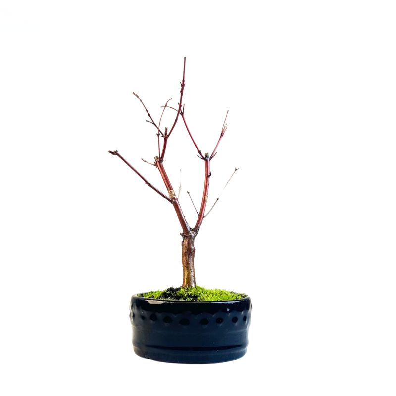 Acer Palmatum Deshojo Bonsai P12