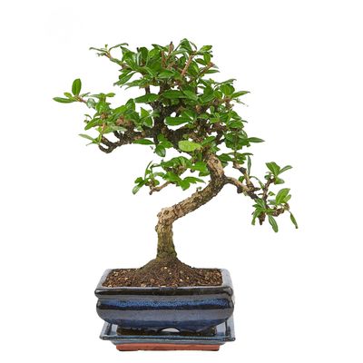 Carmona Bonsai S formos Arbatmedis P15 Carmona Bonsai S formos Arbatmedis P15
