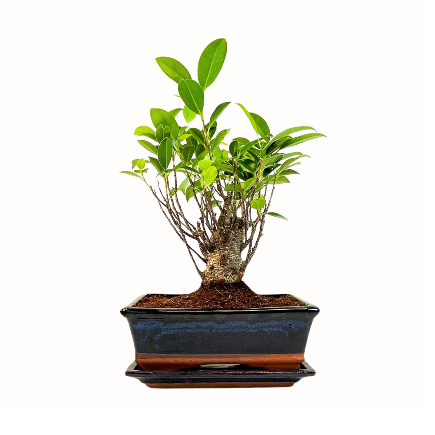 Ficus Bonsai P20 medelis