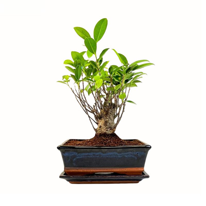 Ficus Bonsai P20 medelis