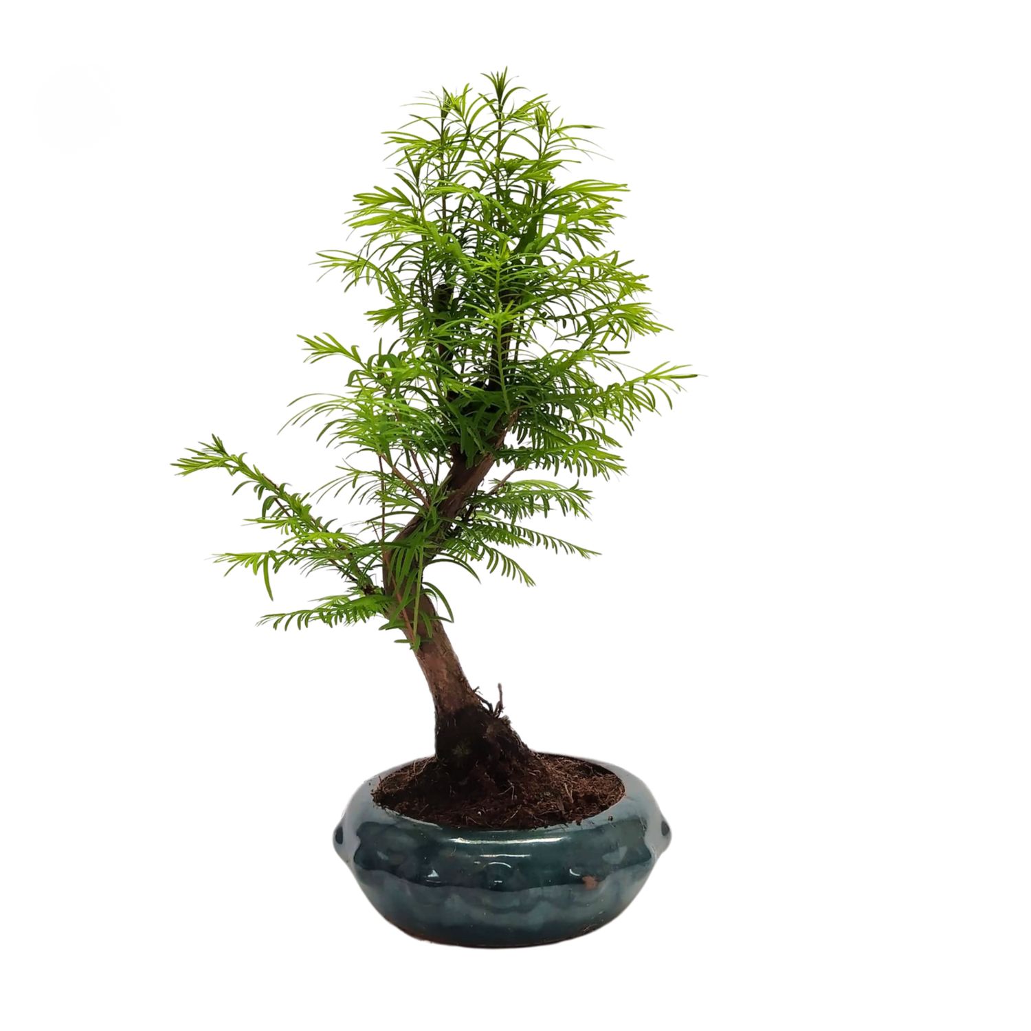 Metasequoia bonsai P18