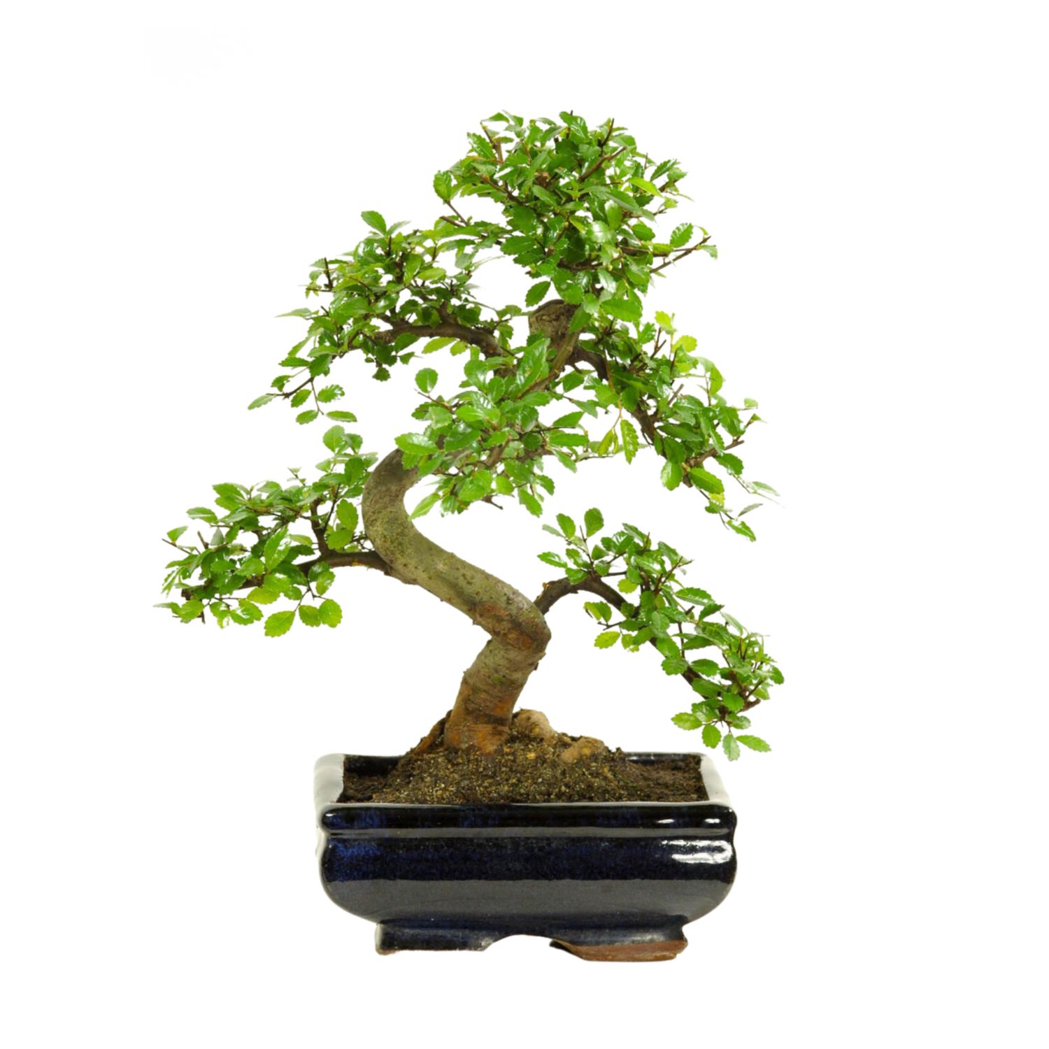 Chinese Elm - Kiniška guoba Bonsai S formos P20