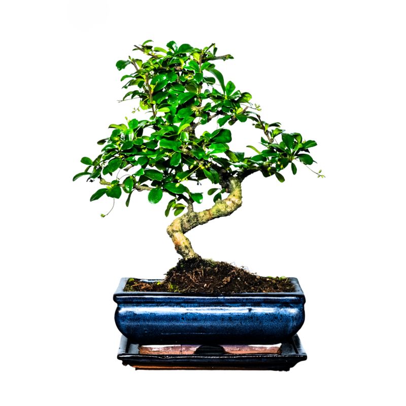 Carmona Bonsai S formos Arbatmedis P20 Carmona Bonsai S formos Arbatmedis P20