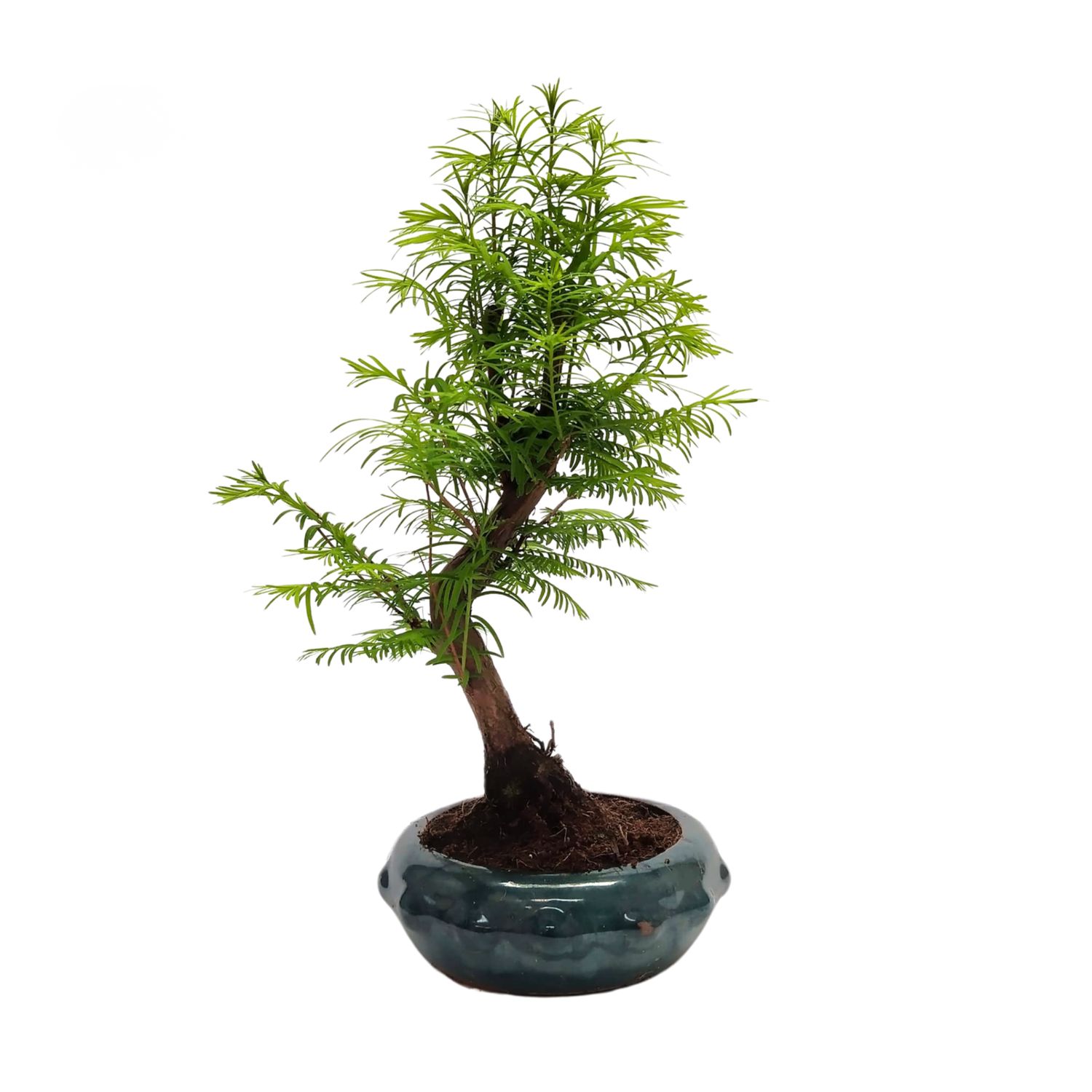 Metasequoia bonsai  P20