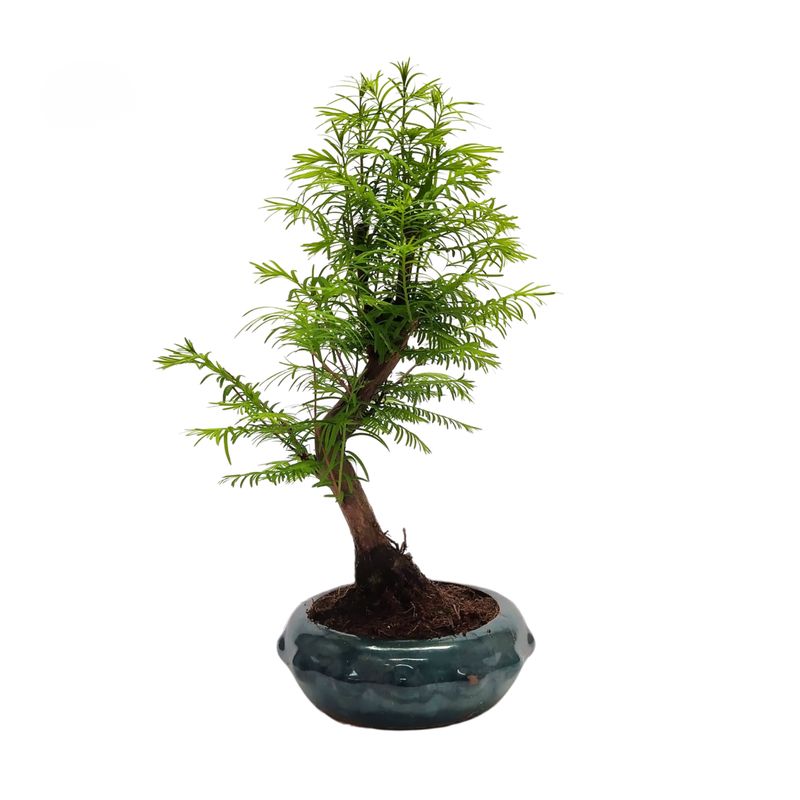 Metasequoia bonsai  P20