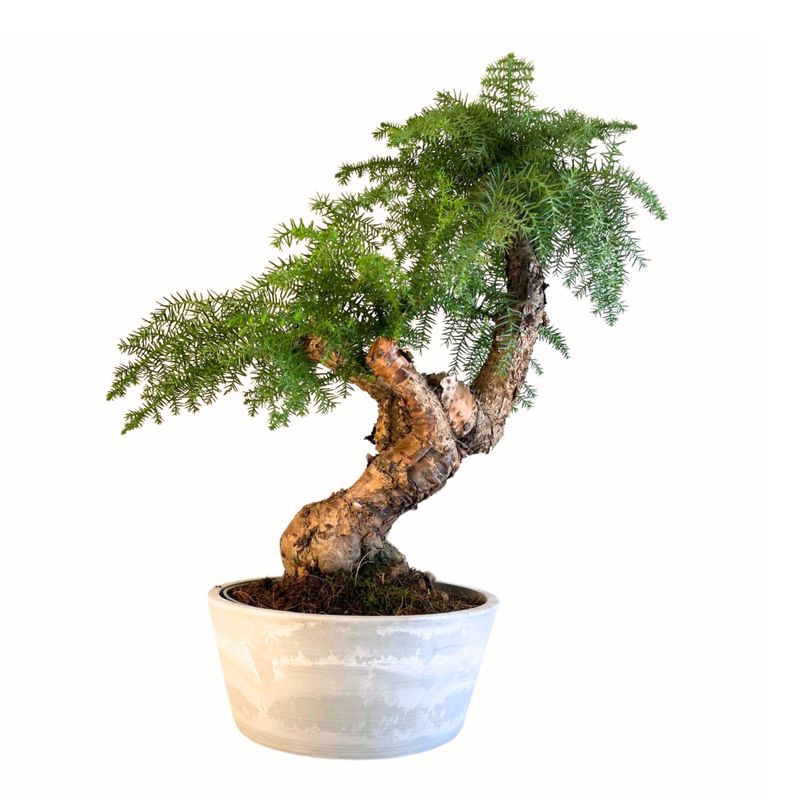 Araucaria Cunninghamii P25 II Araucaria Cunninghamii P25 II