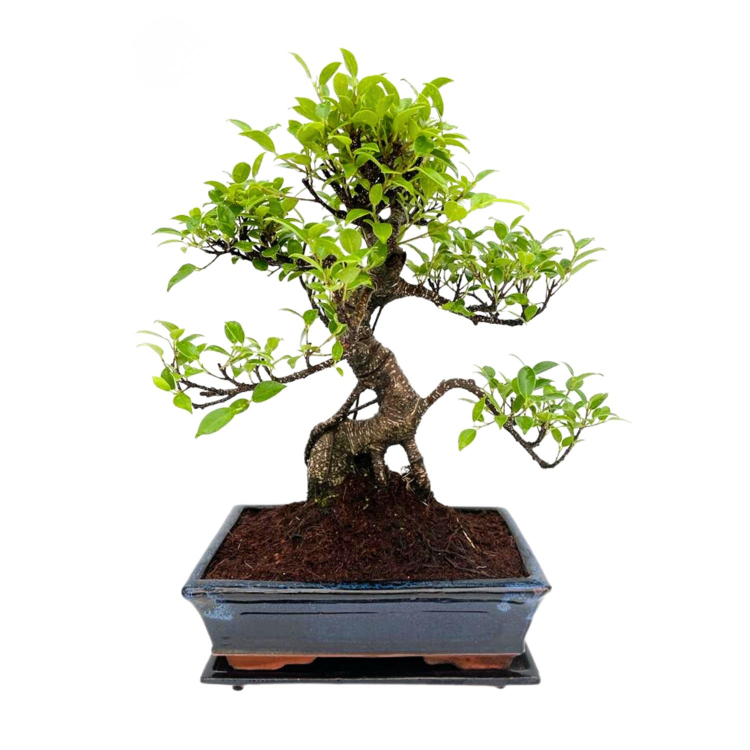 Ficus Bonsai P25 dekoratyvinis medis mėlynas
