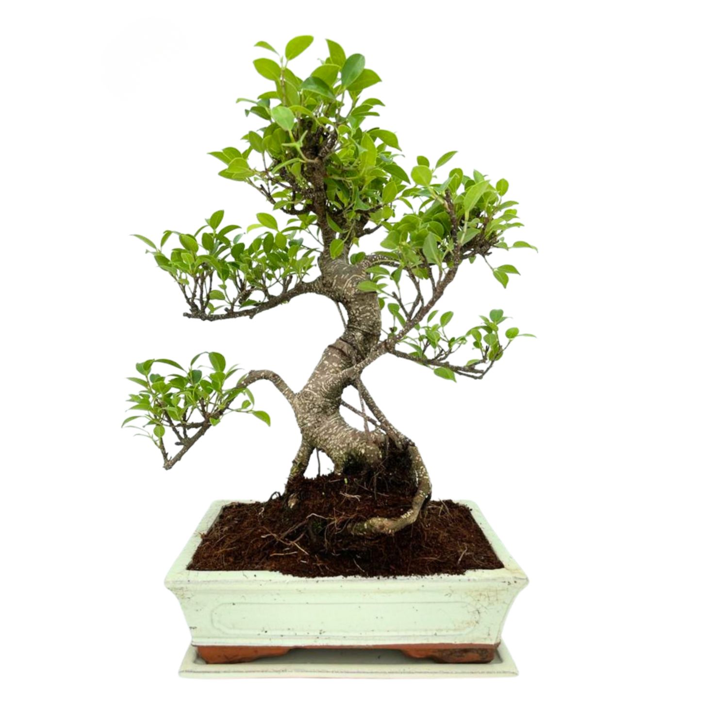 Ficus Bonsai P25 baltas medelis