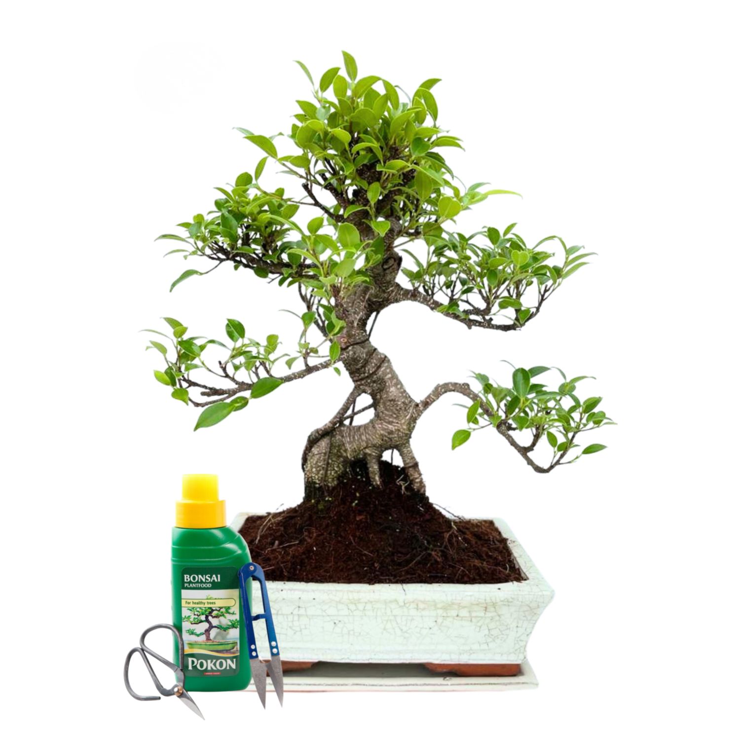Ficus Bonsai P25 Pilnas medelio komplektas