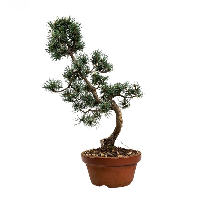 Japoniška baltoji pušis (Parviflora) P16