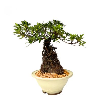 Neagari (Atidengtomis šaknimis) Satsuki Azalija Ai - no - Tsuki