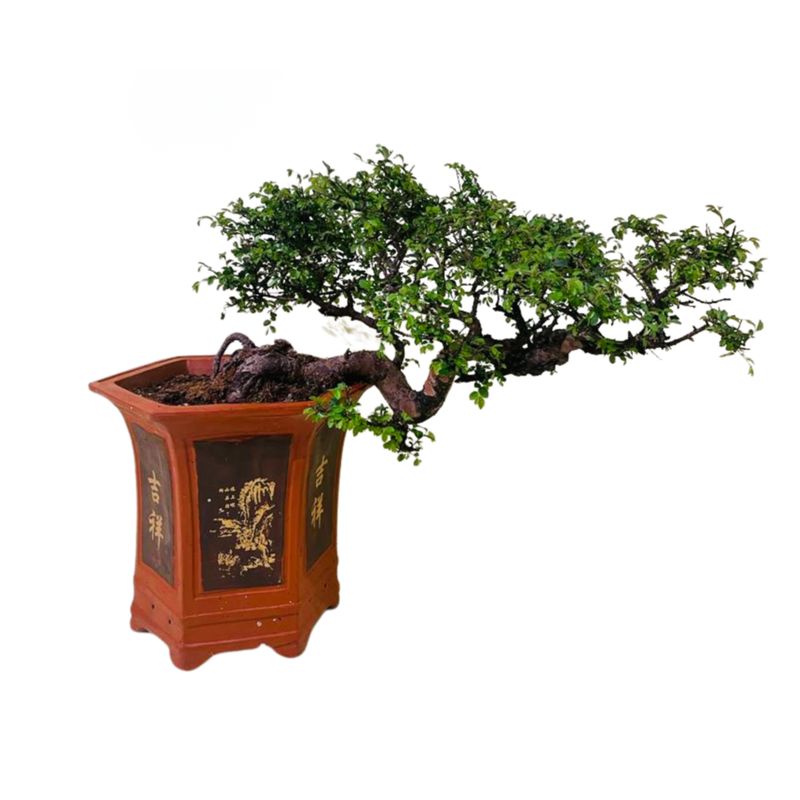 Zelkova Semi Cascade P30