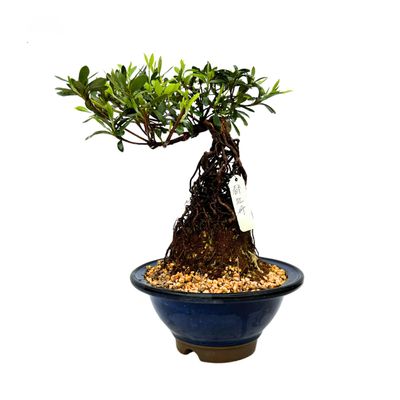 Neagari (Atidengtomis šaknimis) Satsuki Azalija Miyakobotan