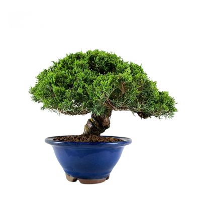 Juniperus Chinese Itoigawa (Kadagys) P20