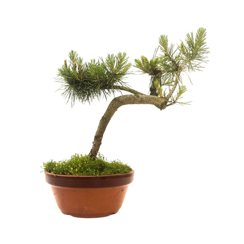 Pinus Sylvestris baltoji pušis bonsai P16 Pinus Sylvestris baltoji pušis bonsai P16