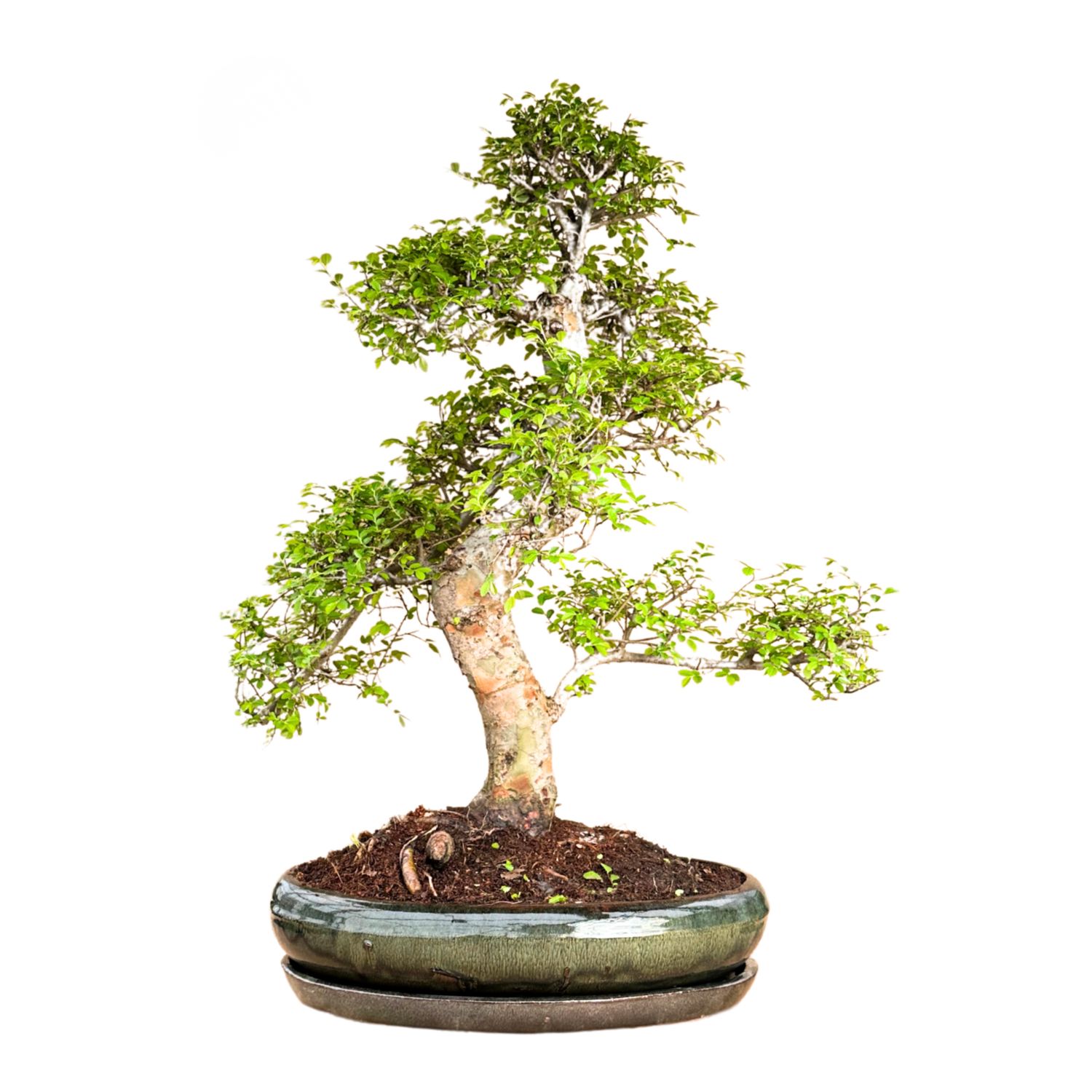 Dekoratyvinis Chinese Elm bonsai - Kininė guoba P43