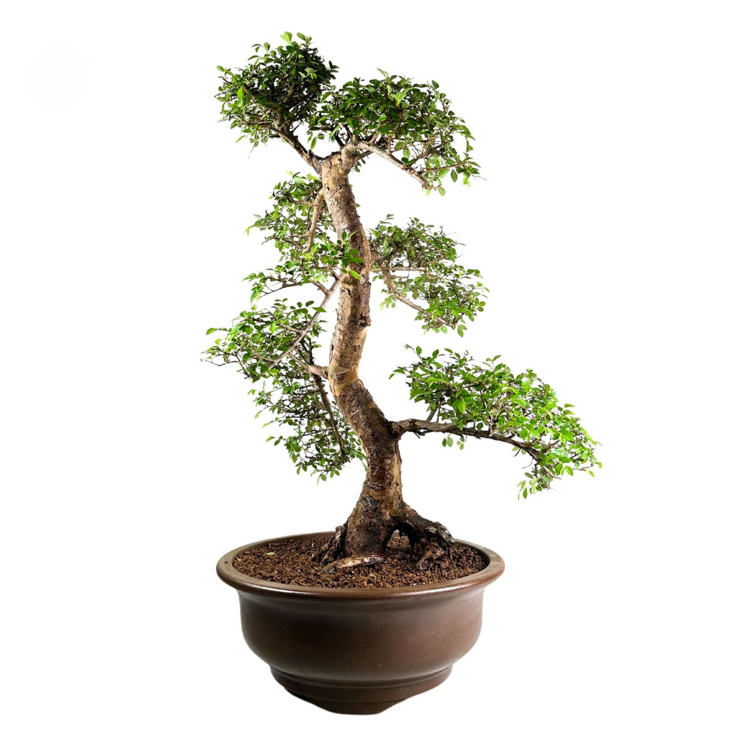 Chinese elm bonsai - Kiniška guoba P39 XXL