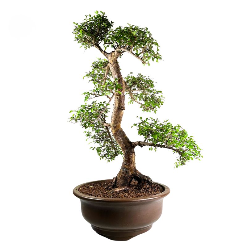 Chinese elm bonsai - Kiniška guoba P39 XXL