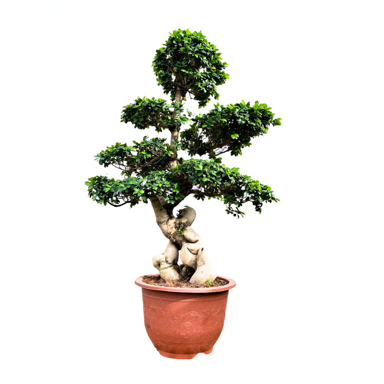 Ficus Microcarpa kambarinis Bonsai XL