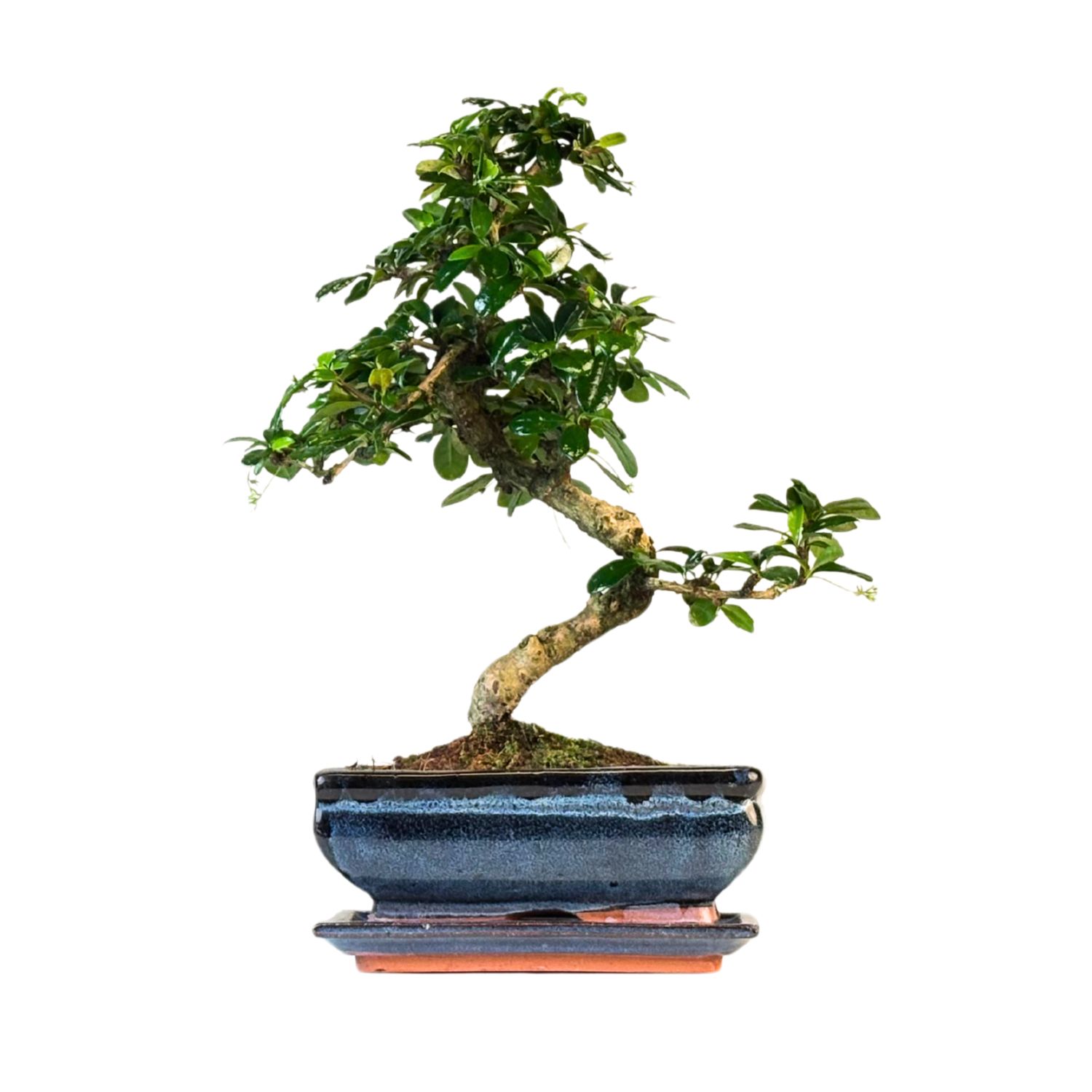 Carmona Bonsai S formos Arbatmedis P20