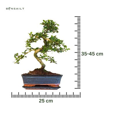 Carmona Bonsai S formos Arbatmedis P25