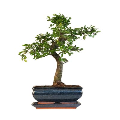 Chinese Elm - Kiniška guoba Bonsai S formos P20 Z001