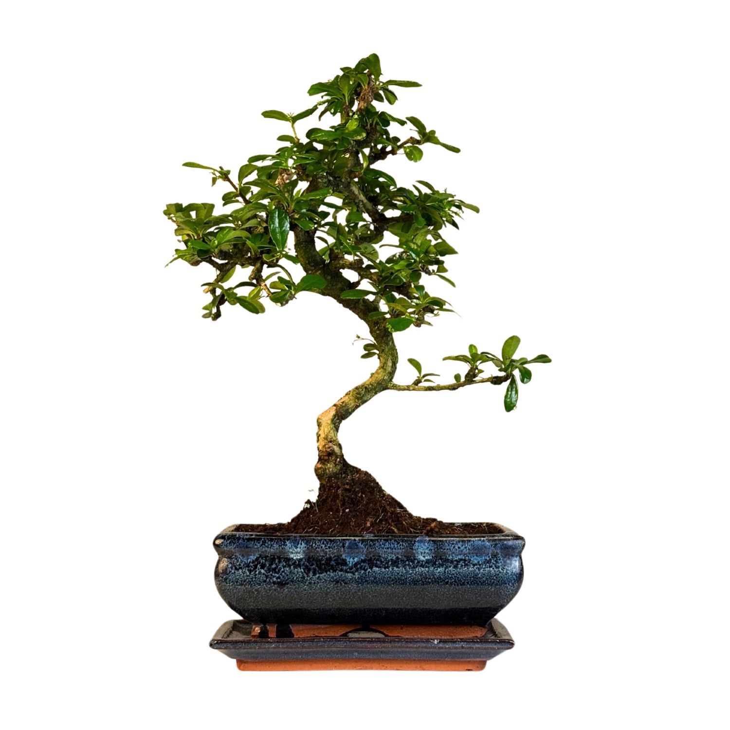 Carmona Bonsai S formos Arbatmedis P20 C001
