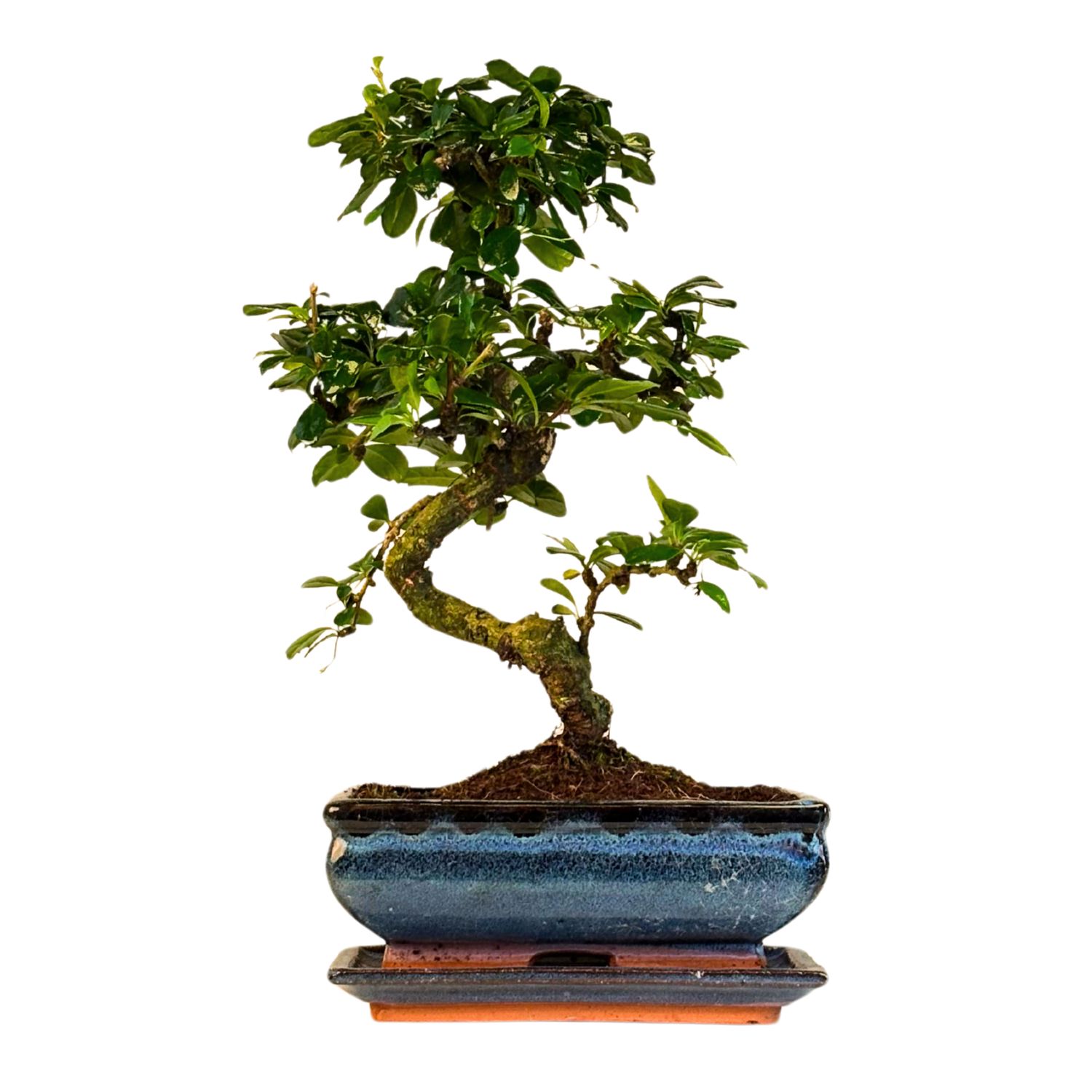 Carmona Bonsai S formos Arbatmedis P20 C003