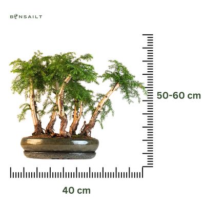 Araucaria bonsai miškelis x5 P40