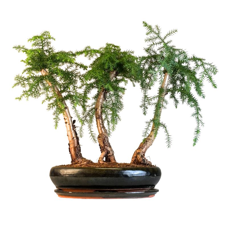 Araucaria bonsai miškelis x3 P40