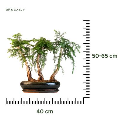 Araucaria bonsai miškelis x3 P40