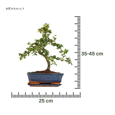 Carmona Bonsai S formos Arbatmedis P25
