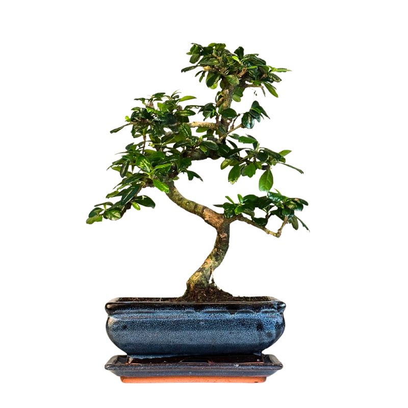 Carmona Bonsai S formos Arbatmedis P20