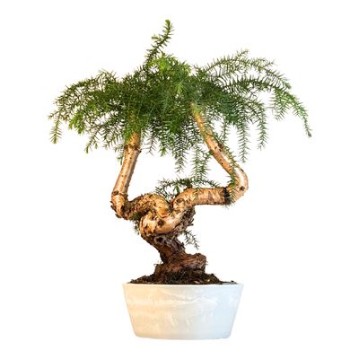 Araucaria Cunninghamii P25 ARC1