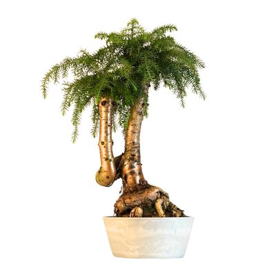 Araucaria Cunninghamii P25 ARC3